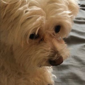 Meet your Posher, Cat